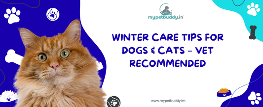 Winter Care Tips, Healthy Diet Routine & Daily Wellness Guide for Dogs & Cats