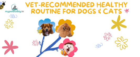 Healthy Daily Routine for Dogs & Cats – Vet Wellness Guide